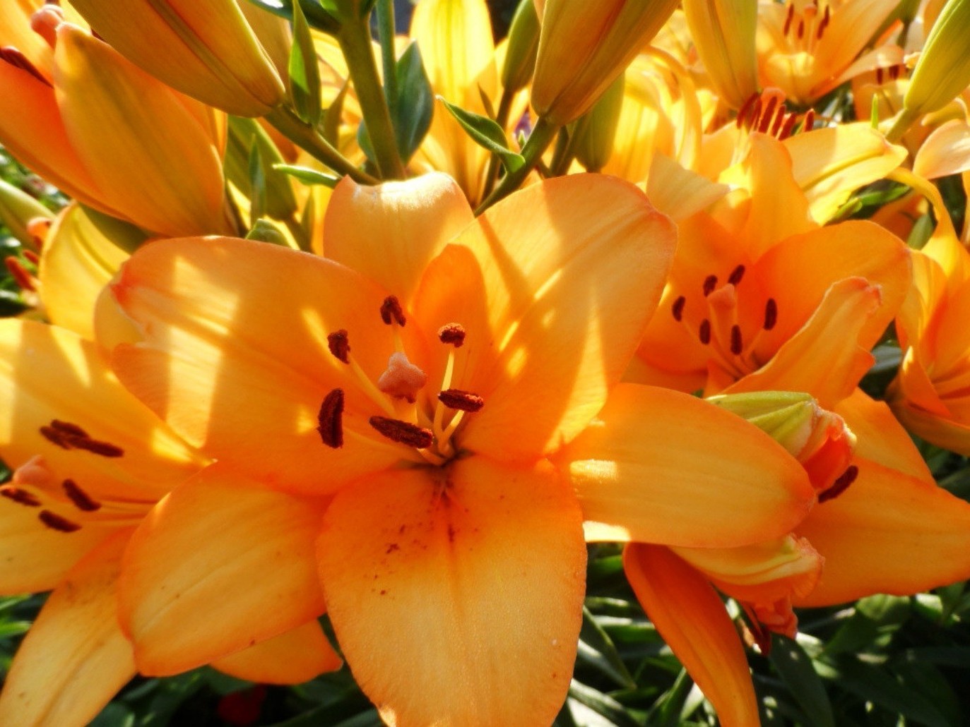 fleurs nature fleur feuille été flore jardin couleur lumineux