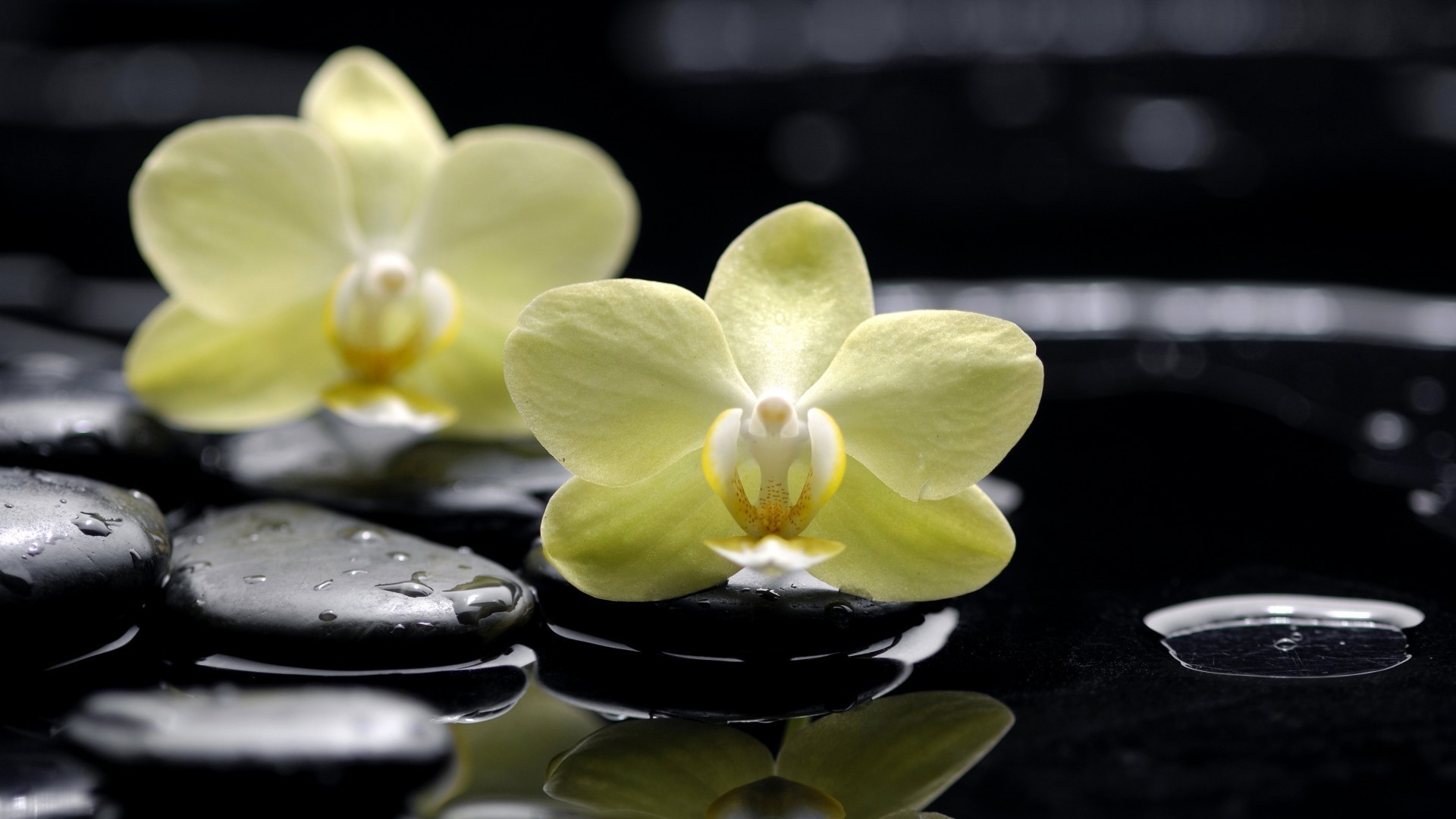 orkideler çiçek tropikal zen egzotik aromaterapi taçyaprağı doğa flora çiçek açan güzel phalaenopsis tedavi çiçek şube narin botanik renk meditasyon