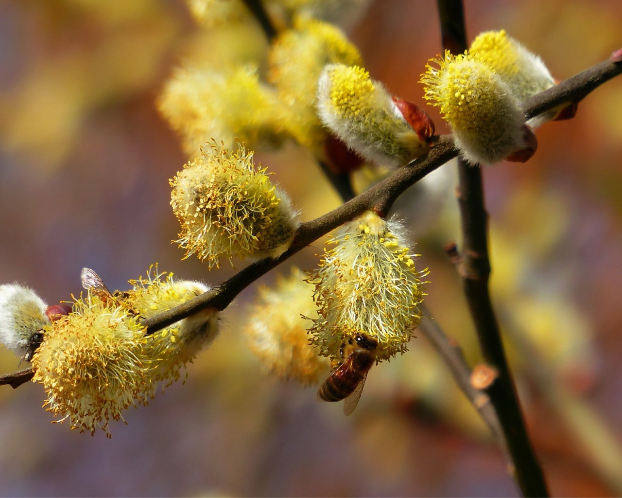 primavera natura ramo flora fiore albero foglia willow autunno stagione di colore close-up crescita giardino fioritura delicato all aperto polline vivid bush