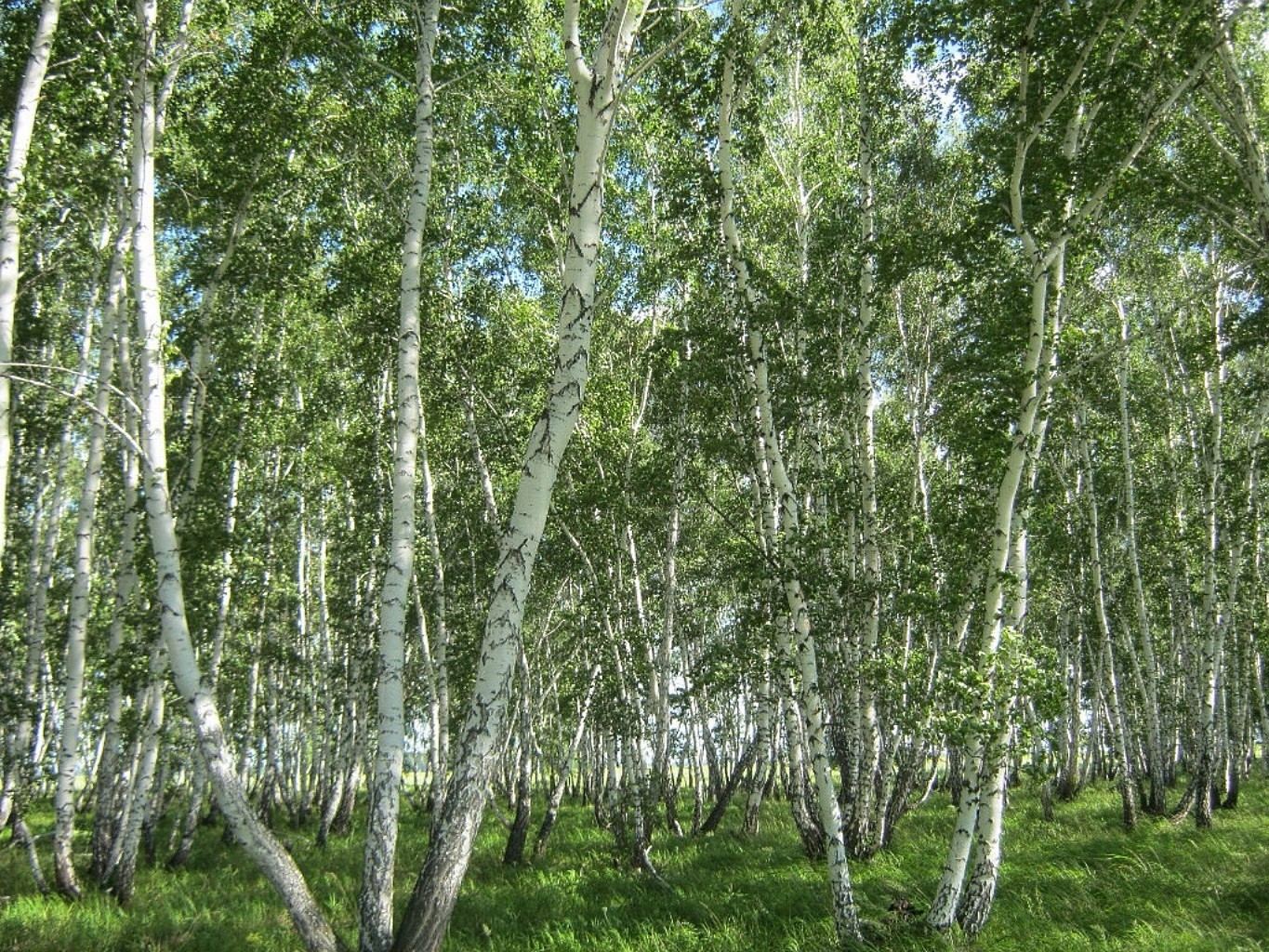 summer landscape wood birch nature leaf tree branch environment flora park lush fair weather country season scene trunk rural grove bark