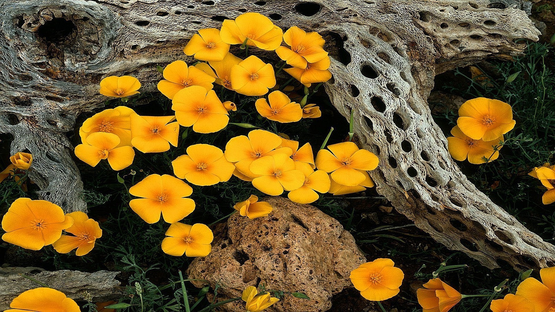 çiçekler doğa çiçek flora renk bahçe çiçek