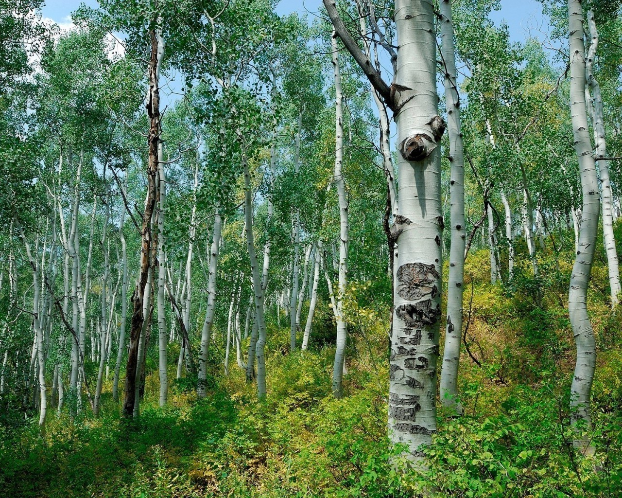 yaz ahşap ağaç doğa huş ağacı manzara flora ortamlar yaprak gövde şube kırsal ağaç kabuğu park açık havada yemyeşil renk sezon vahşi