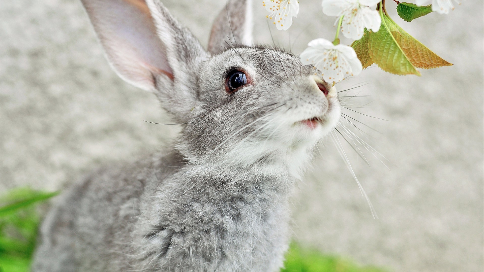 animales animal naturaleza lindo pelaje poco abajo hierba joven conejo mamífero vida silvestre salvaje al aire libre