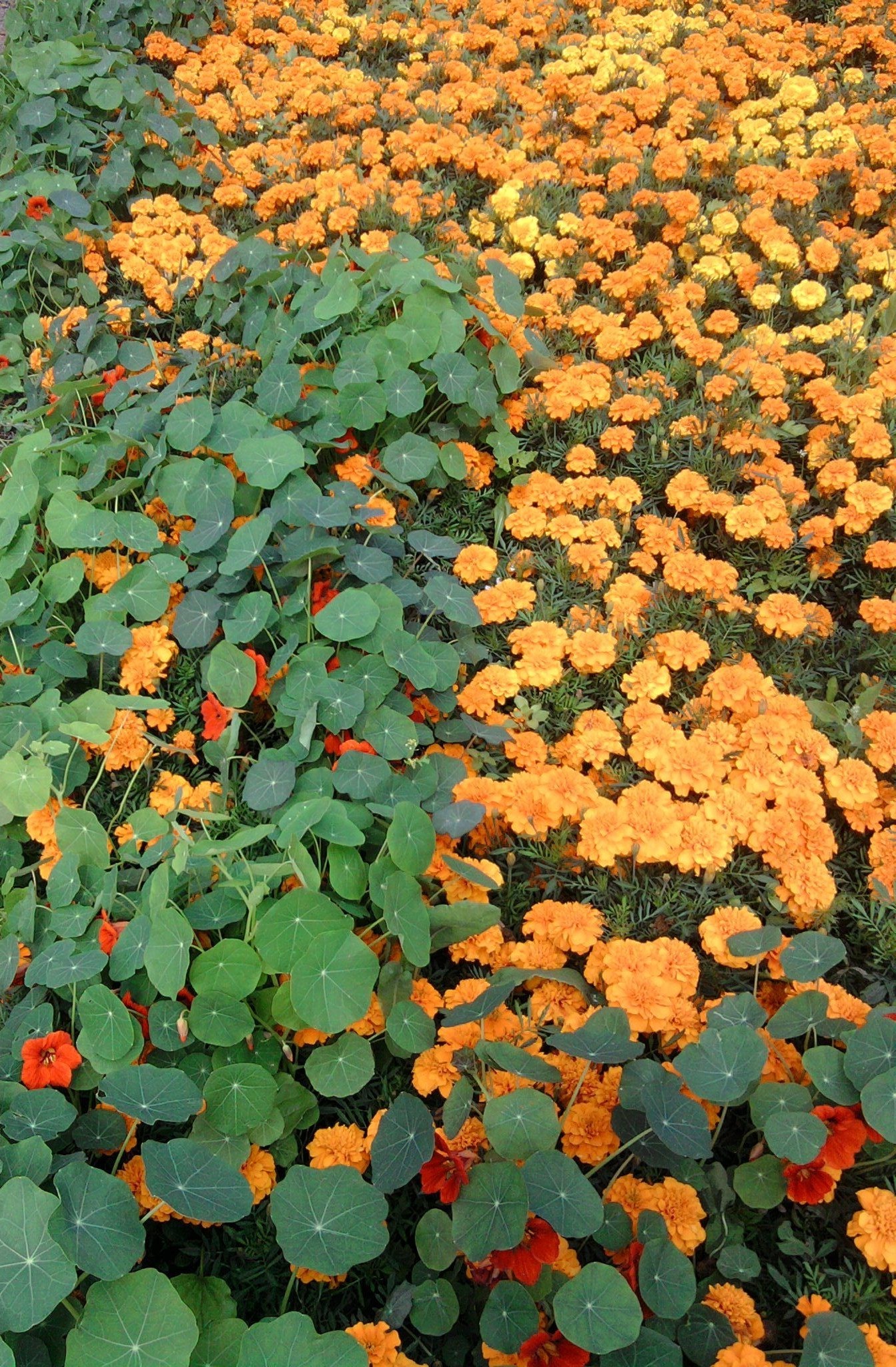 flores flor flora hoja jardín naturaleza floral verano color bluming cama crecimiento estación brillante botánico agricultura granja al aire libre campo pétalo