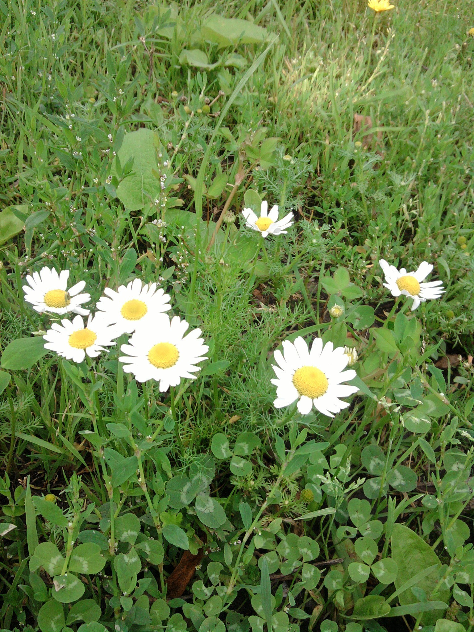 lato kwiat natura sianokosy flora pole trawa ogród liść trawnik stokrotki jasny kwiatowy bluming dobra pogoda kolor sezon środa