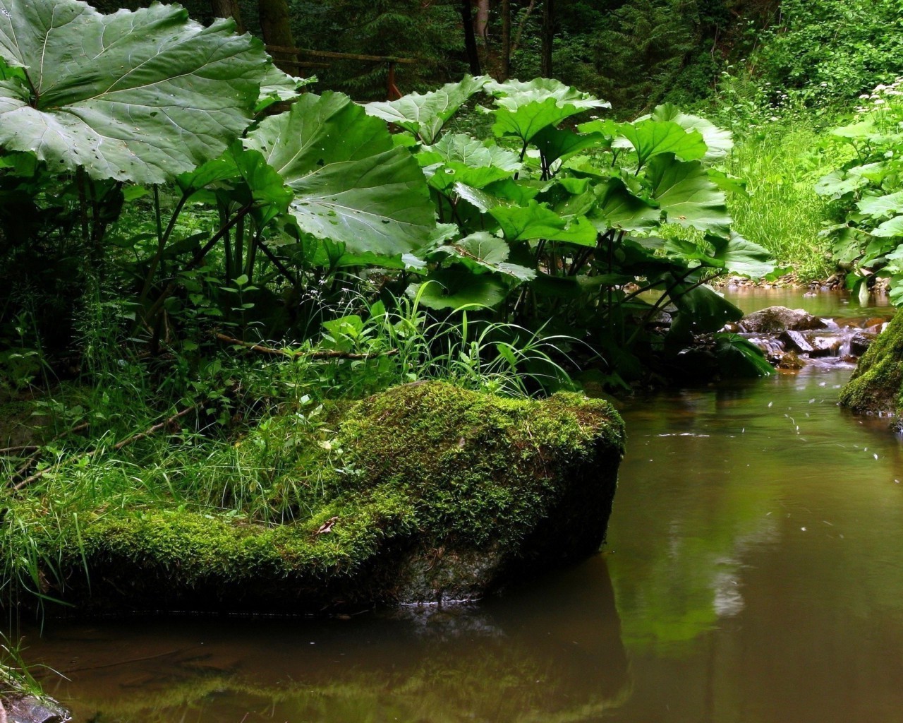 rivers ponds and streams water nature leaf wood environment pool river park summer flora stream landscape garden outdoors rain lake tree reflection wet