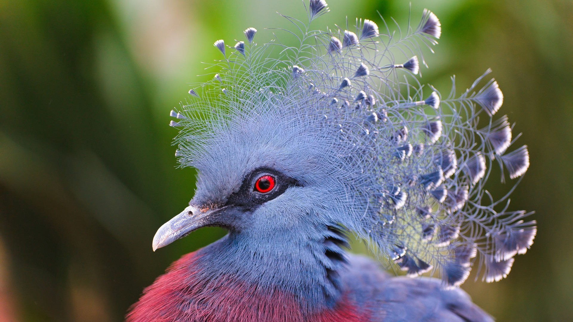 animals nature wildlife bird animal wild outdoors wing feather close-up tropical head