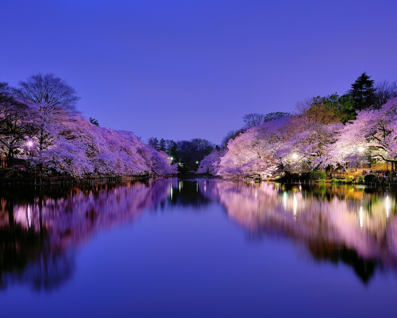 trees reflection water lake nature tree landscape sky river sunset dawn travel mirror color outdoors wood