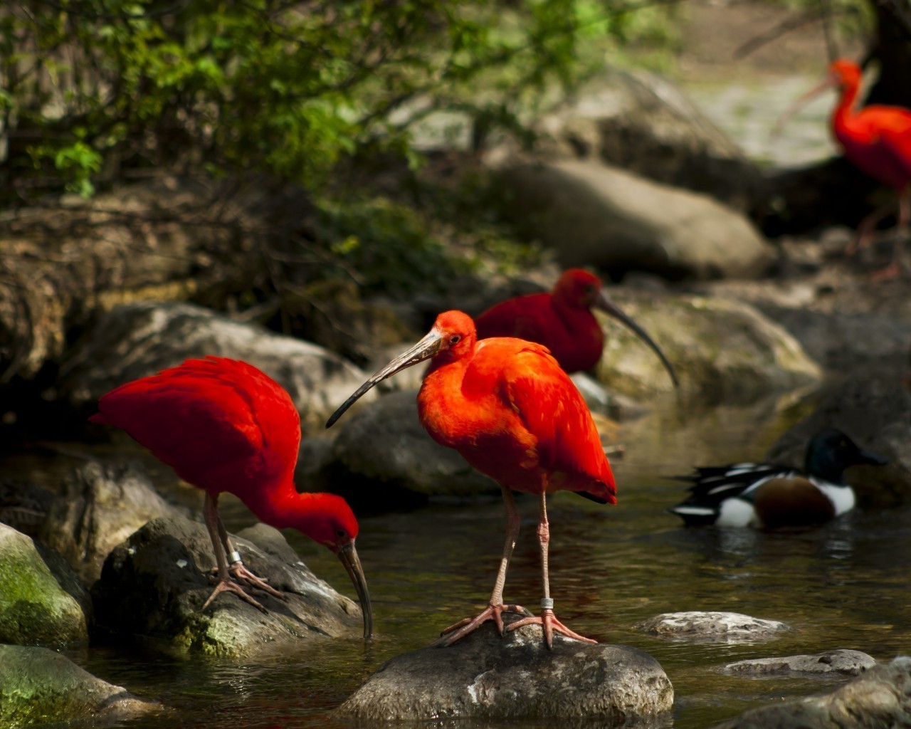 animali uccello fauna selvatica natura acqua selvaggio lago all aperto piscina animale tropicale