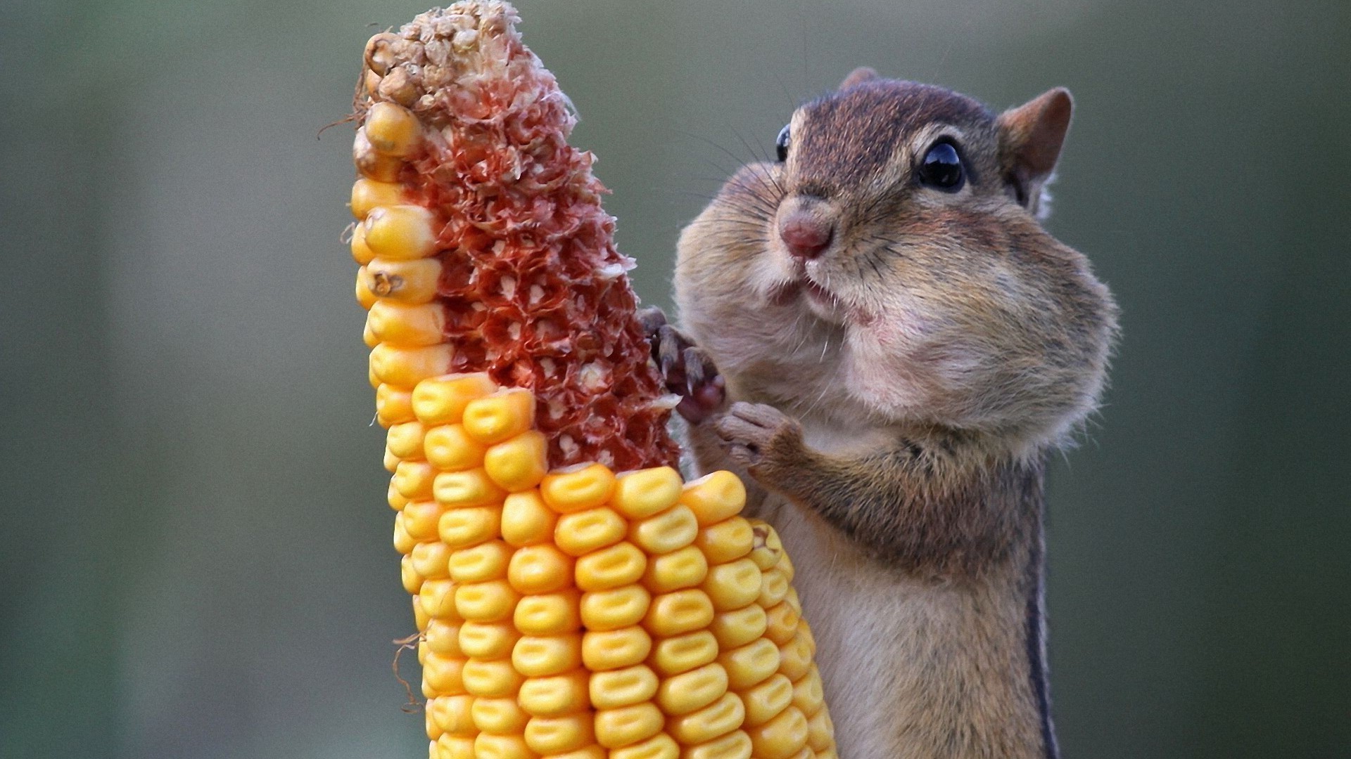 animali mammifero carino piccolo natura roditore