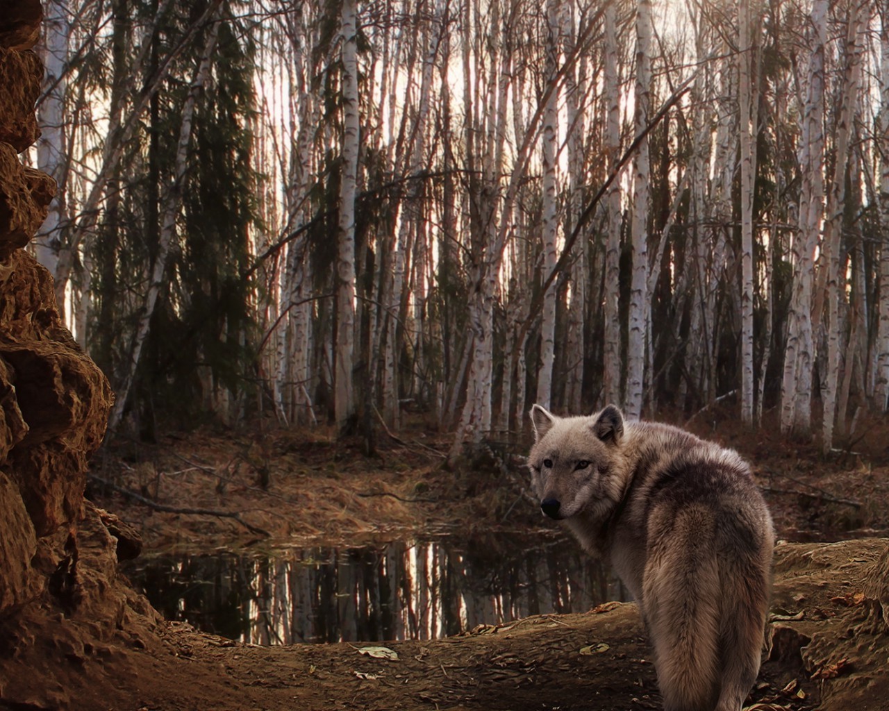 animaux mammifère bois nature bois la faune sauvage prédateur en plein air hiver