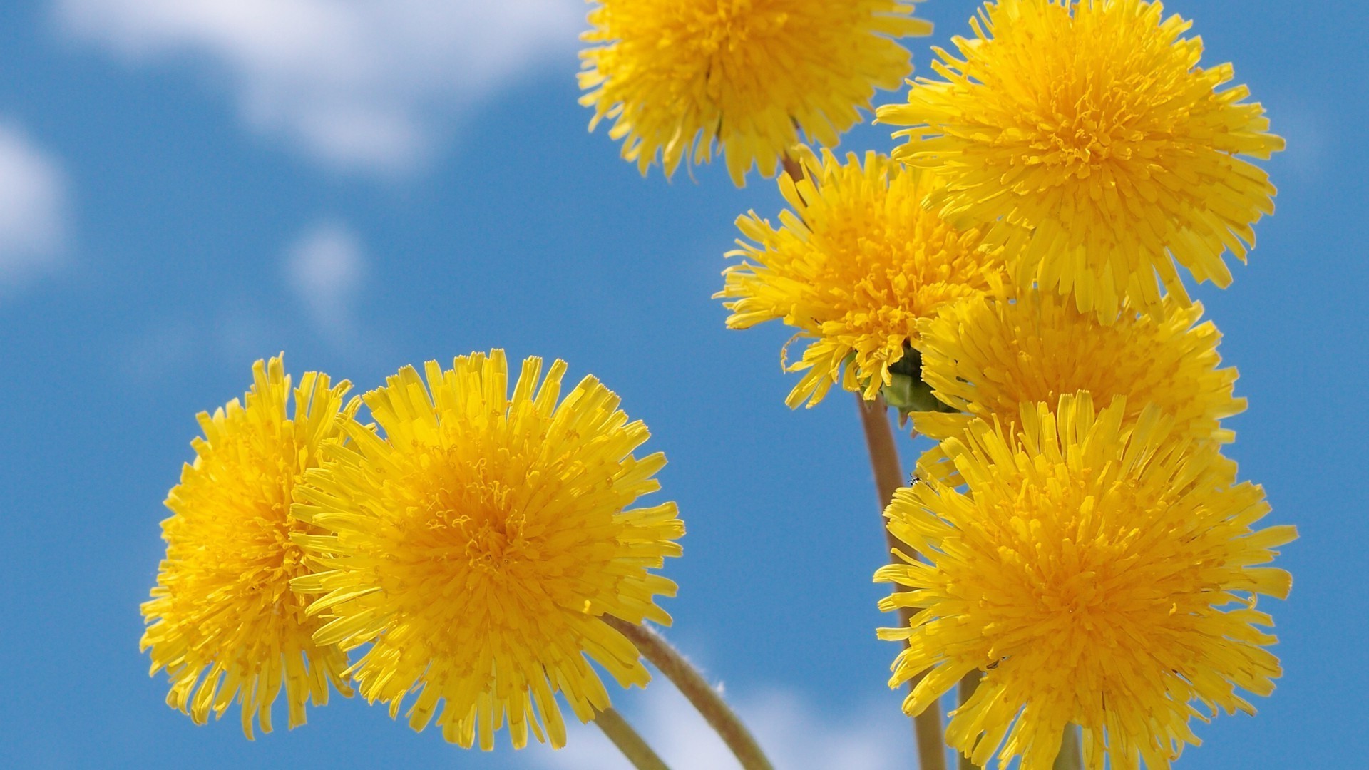 çiçekler karahindiba çiçek yaz doğa flora parlak açık havada