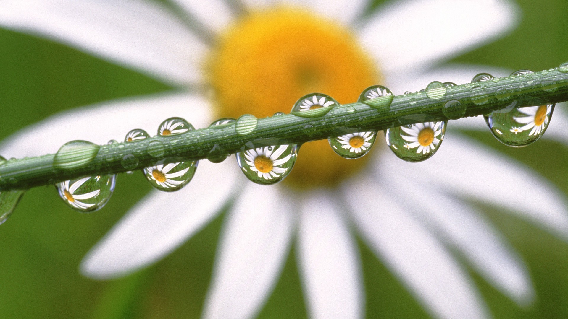 helle farben natur insekt flora blatt garten blume sommer wachstum im freien schmetterling regen umwelt