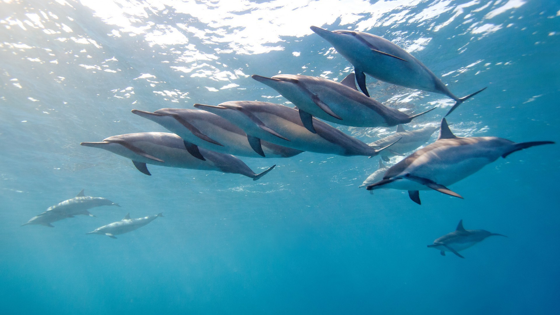 zwierzęta podwodne ryby pływanie delfin woda rekin dmuchawy ocean przyroda morze natura akwarium nurkowanie płetwy