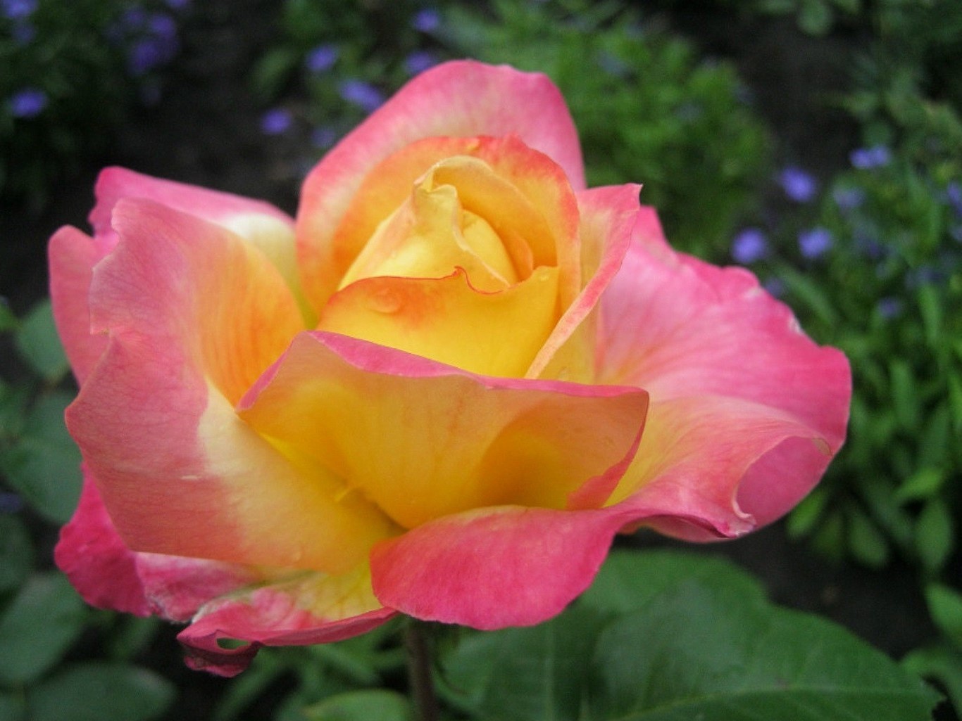 rose fiore natura petalo flora giardino foglia estate amore romanticismo fioritura floreale colore luminoso bella