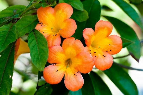 Fleur avec des pétales jaune-orange