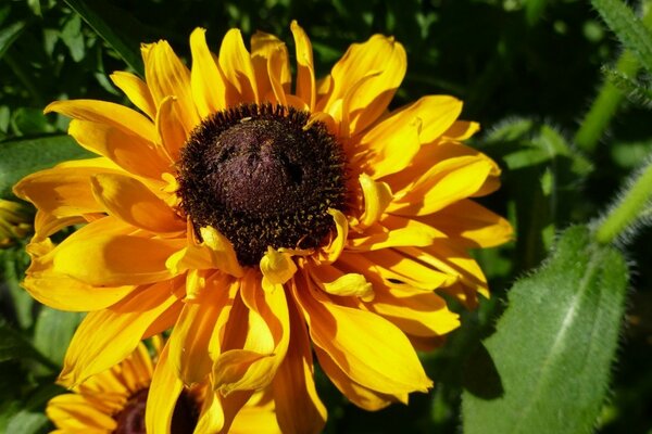 Summer yellow flower in the garden