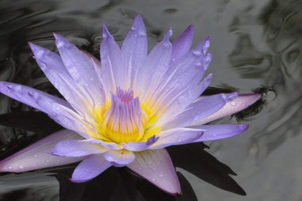 Flor de loto púrpura contra el fondo de agua oscura