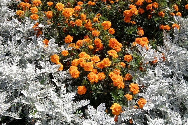 Wunderschöne orangefarbene Blüten vor dem Hintergrund weißer Büsche