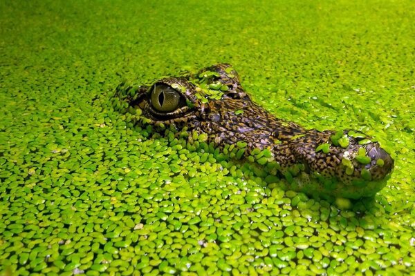 Cocodrilo escondido en el agua con nenúfares jóvenes