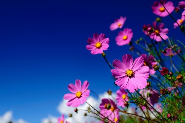 Las flores aparecieron, significa que pronto el verano