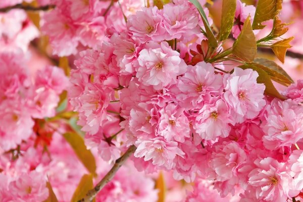 Różowa wiśnia Sakura w kwiatach