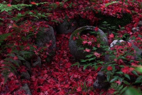 Hojas rojas en piedras grises