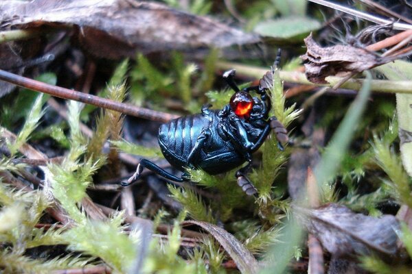 Insecte noir aux yeux orange vif