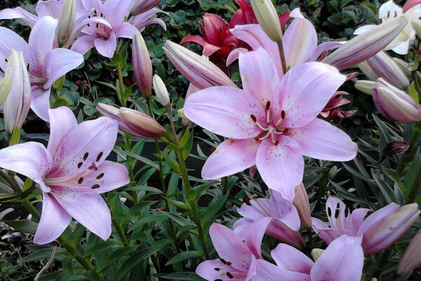 粉红色的百合花。 花园里的花