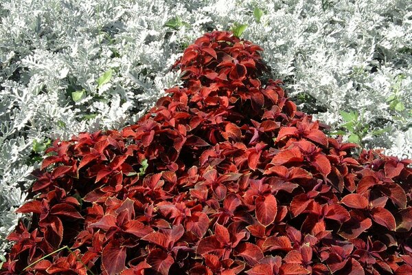 Contrasting white and black leaves and flowers