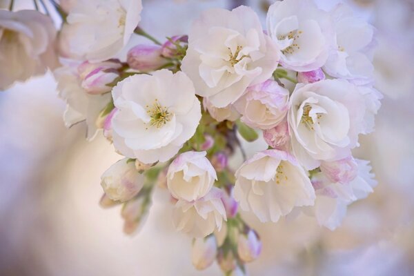 Un racimo de delicadas flores blancas