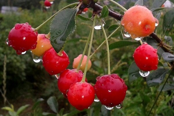 Cereza en gotas de agua después de la lluvia