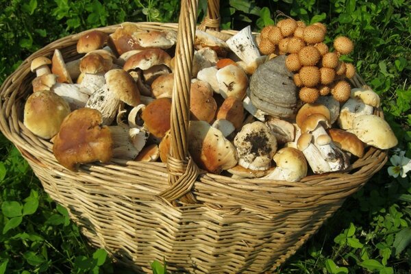 A large wicker basket with a handle full of mushrooms on the grass