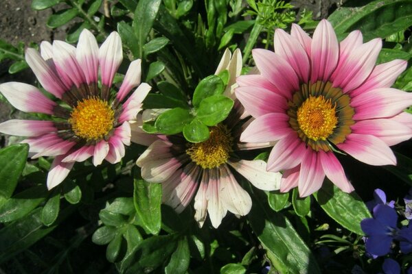 Pink flowers in the garden nature