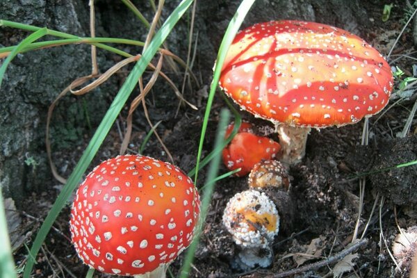 Caps vermelhos de agaric na grama