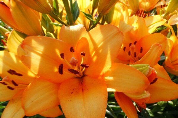 Flor amarilla en verano en el Jardín