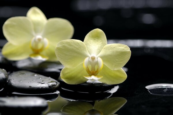 Tropical orchids on smooth pebbles