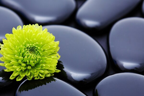 Green flower on black stones