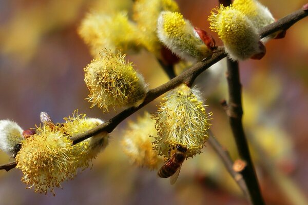 Flauschige Blütenknospen treffen den Frühling