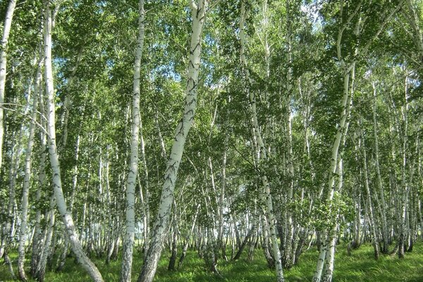 Birch grove in Russia