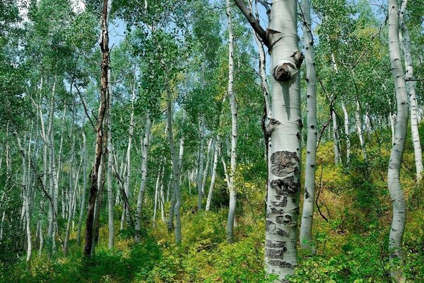 Часть леса из берёз и кустарников освещена ярким солнечным светом