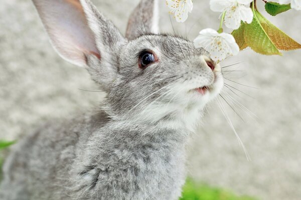 Das Kaninchen genießt den Geruch von Blumen