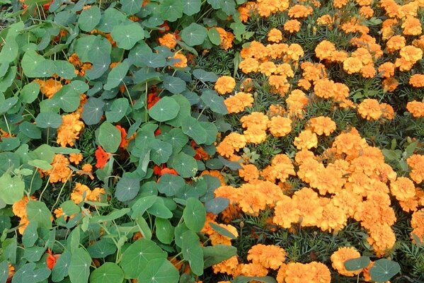 Flower field of bright colors