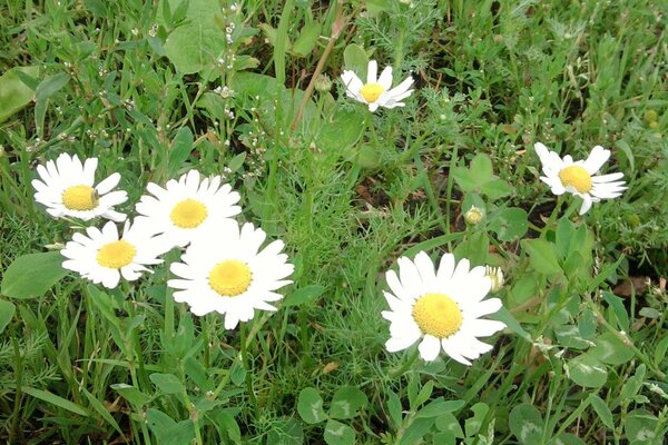 Summer. Daisies in a clearing. Natural flora