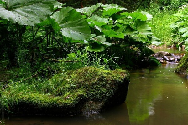 Ein Fluss, der in einem schönen grünen Wald fließt