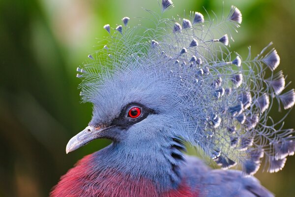 Pájaro brillante en la naturaleza