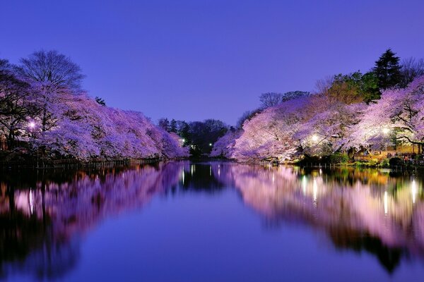 Blooming Japanese sakura over the lake