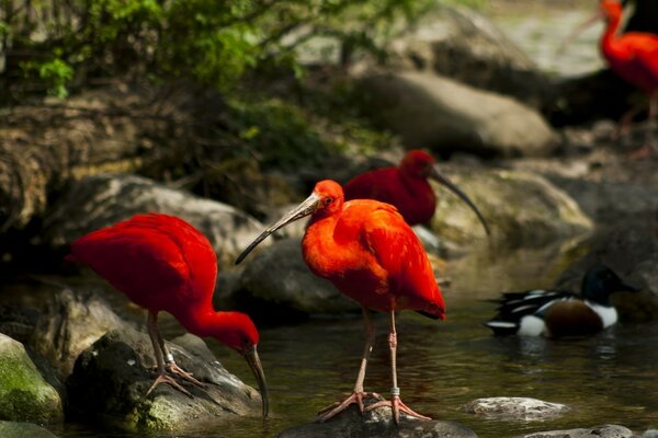 Hermosas aves rojas junto al agua