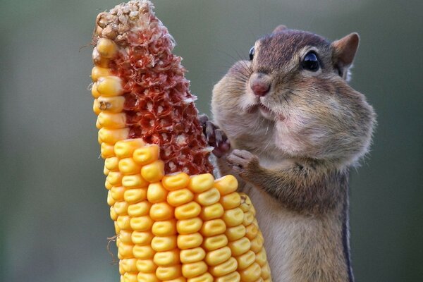 Carino Chipmunk, scorte dietro la guancia