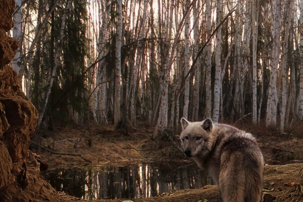 Lobo em um pomar em um bosque de bétulas